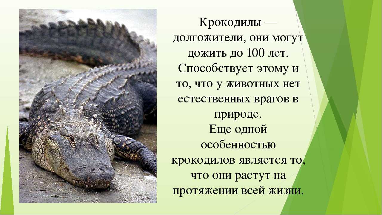 Пресмыкающиеся 1 класс презентация. Рассказ про крокодила. Сообщение о крокодиле. Информация про крокодилов. Крокодилы описание животных.