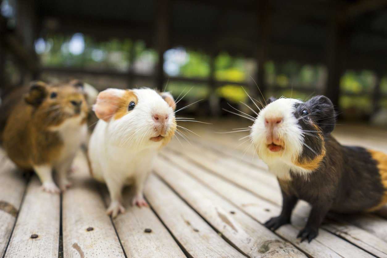 К чему снятся крысы, много крыс: серых, белых, черных, в доме, кусаются