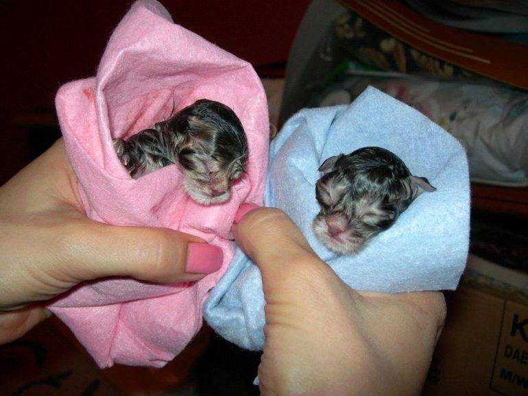 Кошка и котята после родов. Новорожденные котята. Маленькие котята Новорожденные. Котята которые только родились.