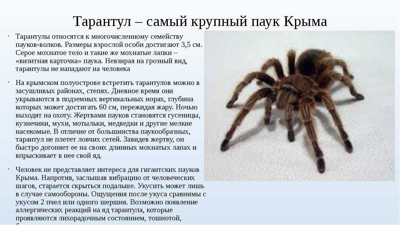К чему снятся пауки: большие и маленькие, укус паука, огромный тарантул - автор екатерина данилова - журнал женское мнение