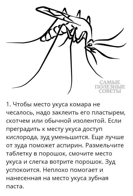 Сонник: к чему снится комар :: syl.ru