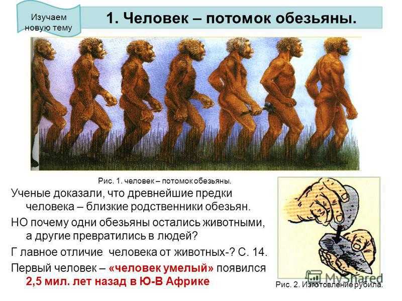 Год обезьяны - какие года и характеристика