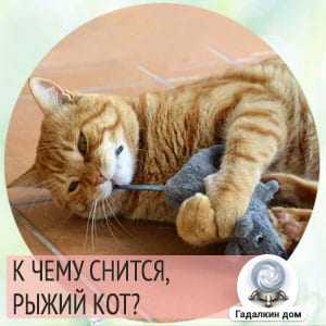 К чему снится рыжий кот? значение сна :: syl.ru