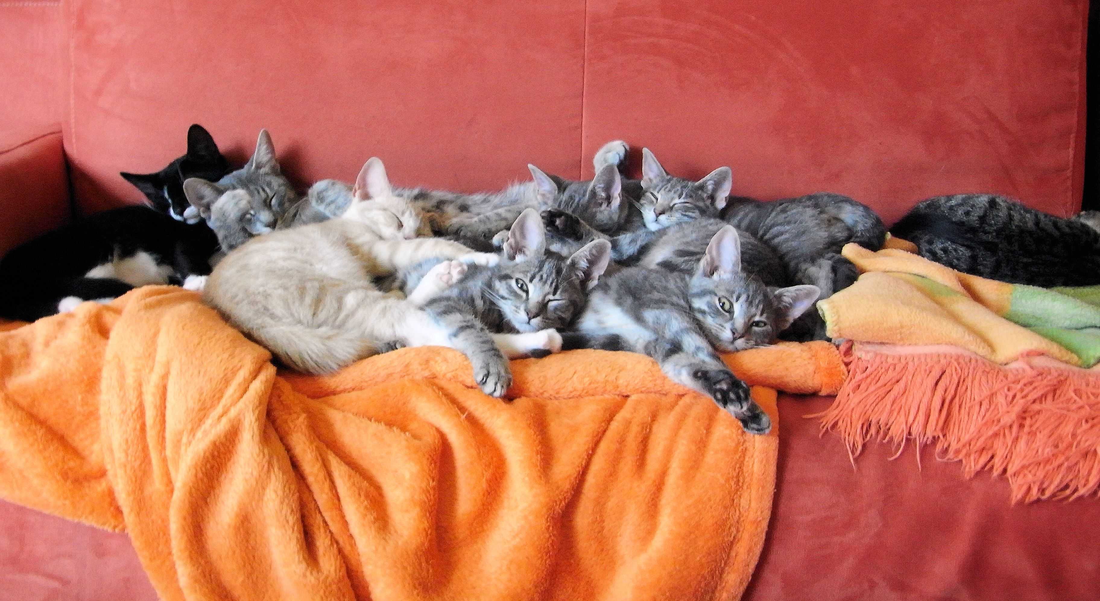К чему снятся коты во сне женщине | сонник fortunamag