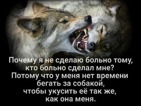 К чему снятся волки, которые нападают: толкование согласно сонникам, что значит видеть во сне черного волка
