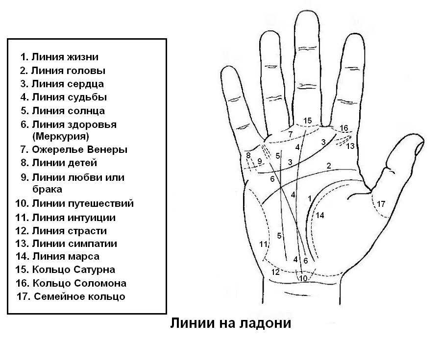 Длина пальцев: значение для характеристики личности в хиромантии