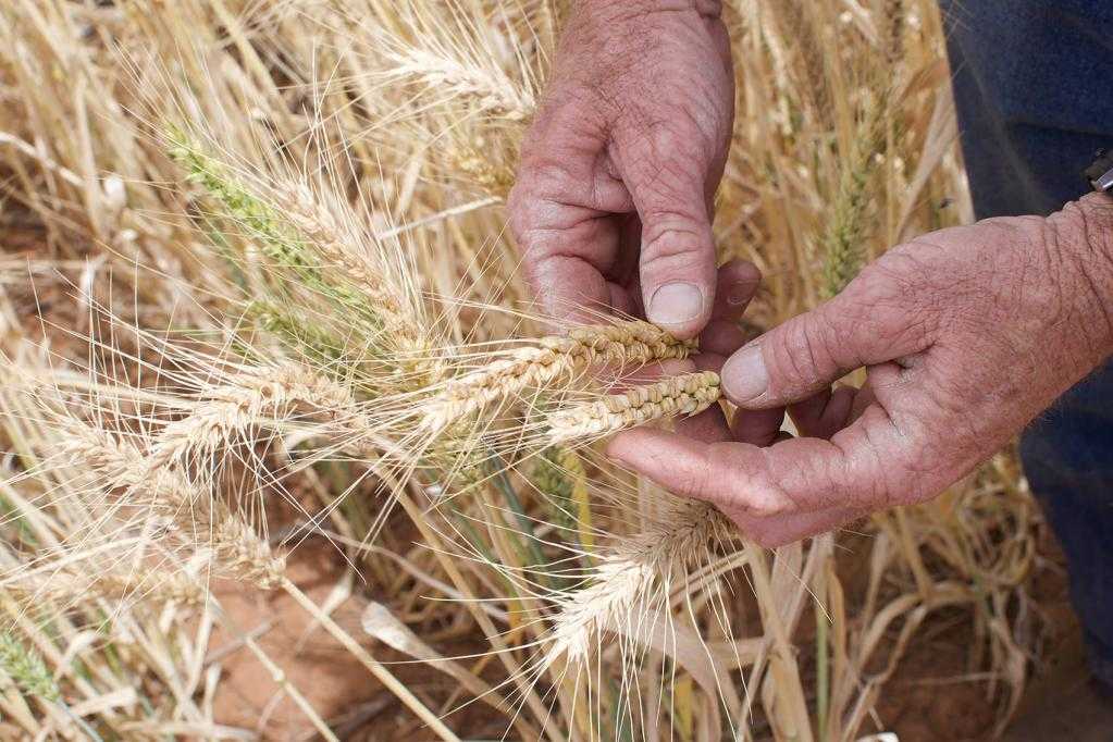 Сонник зерно к чему снится рассыпать пшеницу