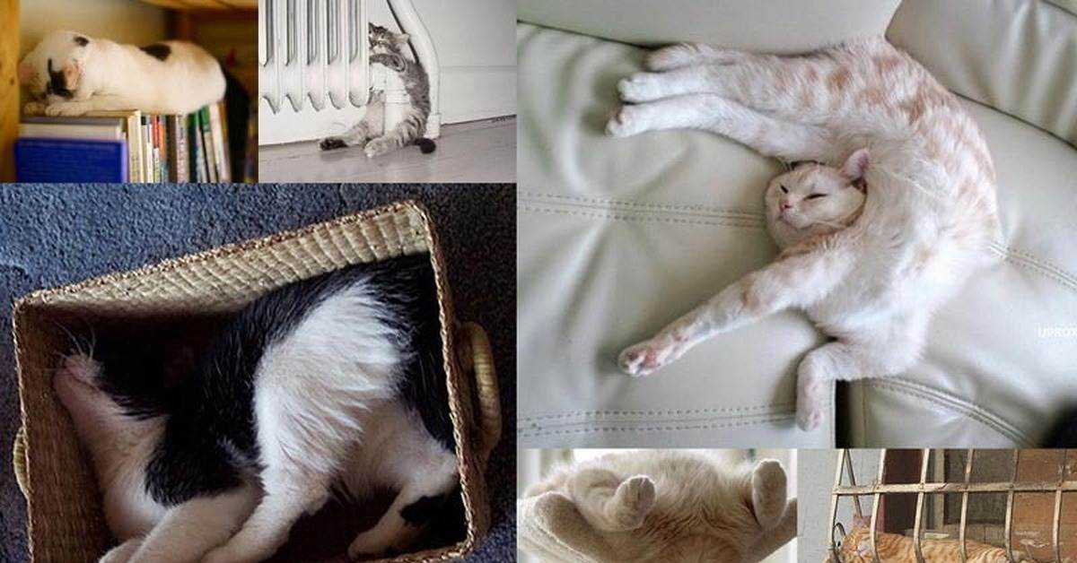 К чему мужчине или женщине может сниться серый кот или кошка, что говорят сонники о таком сне?