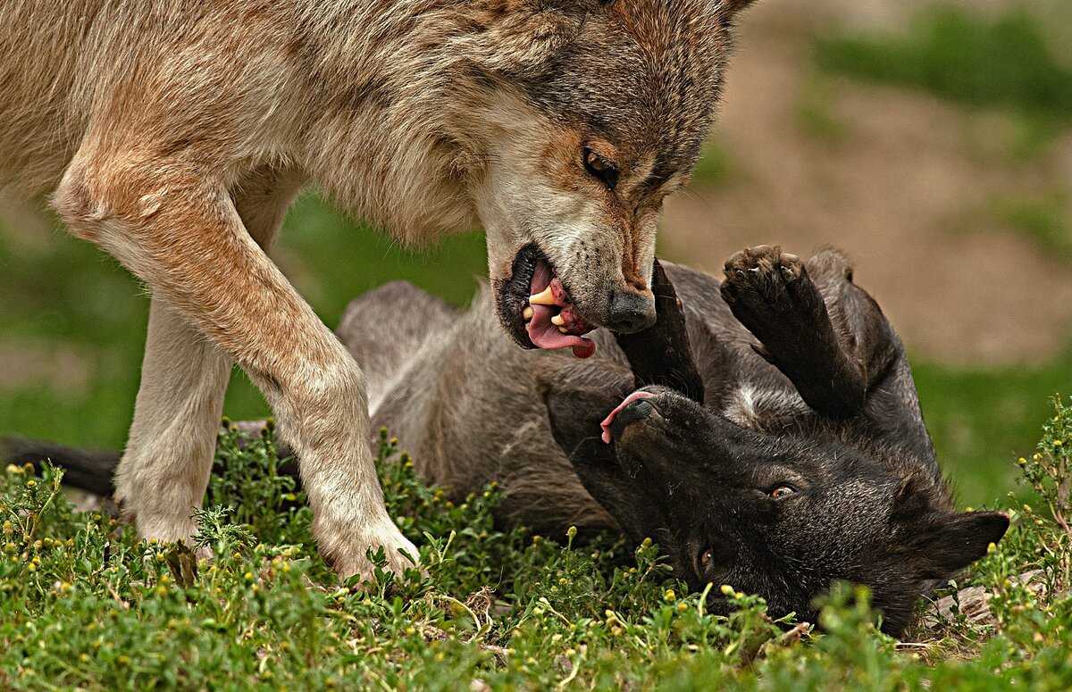К чему снятся волки мужчине и женщине которые нападают – сонник