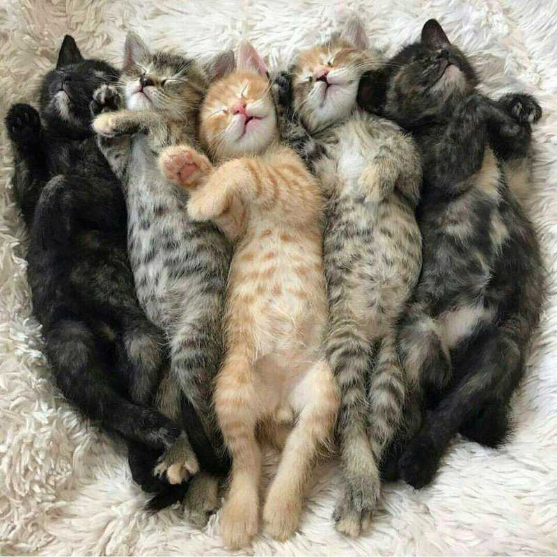 К чему снится много кошек и как понять сновидение с этими пушистыми, божественными в некоторых странах животными Кошка – символ домашнего очага и уюта,