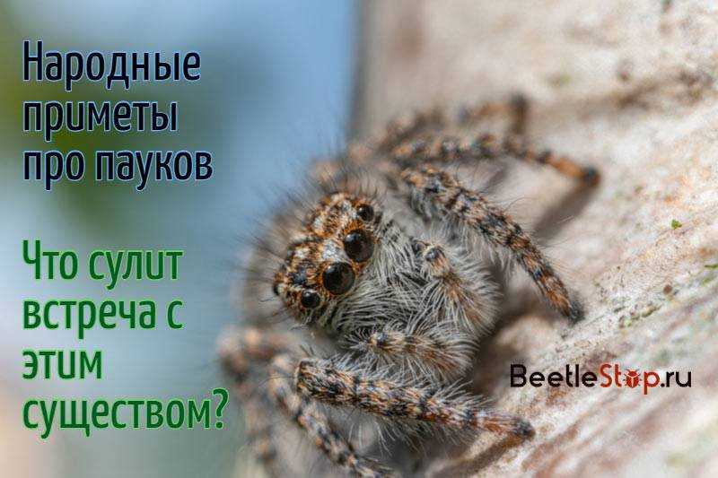 Видеть наяву паука: к чему эта встреча, народные приметы и суеверия - tolksnov.ru