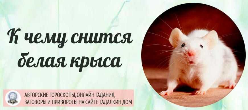 К чему снятся крысы живые женщине или мужчине - сонник энигма