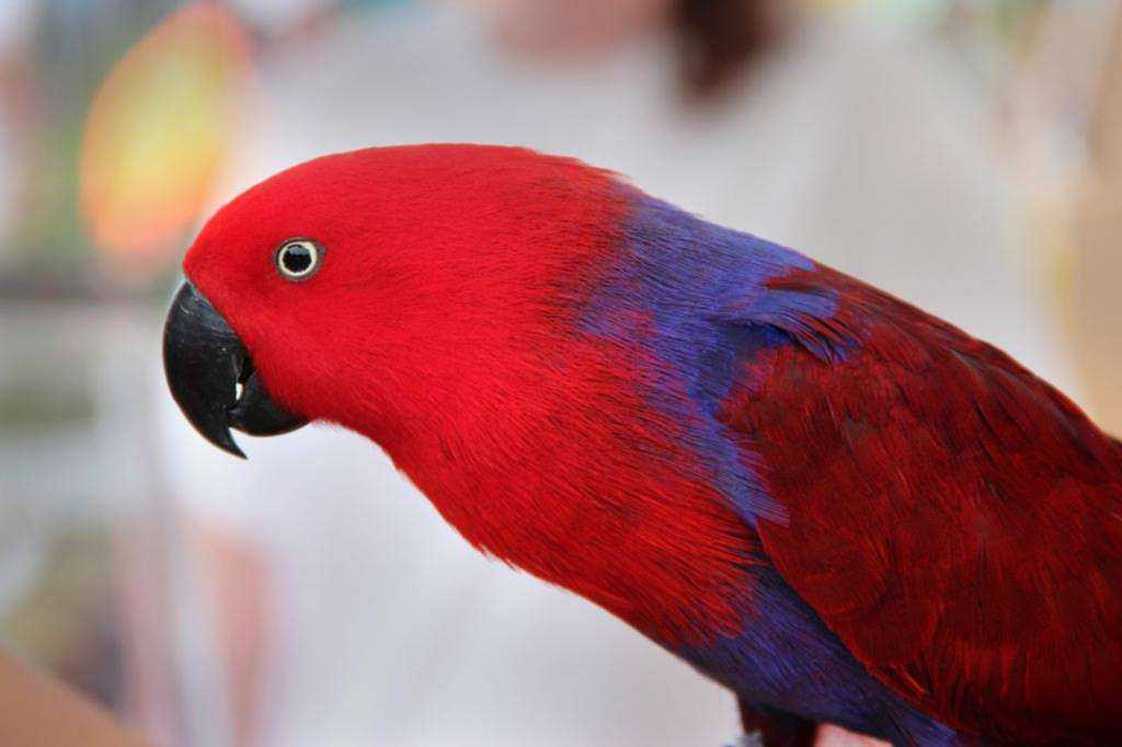 К чему снятся попугаи: белые и цветные, экзотические птицы в клетке и на дереве