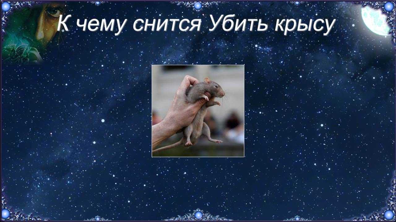 Видел во сне крыс: к чему это? :: syl.ru