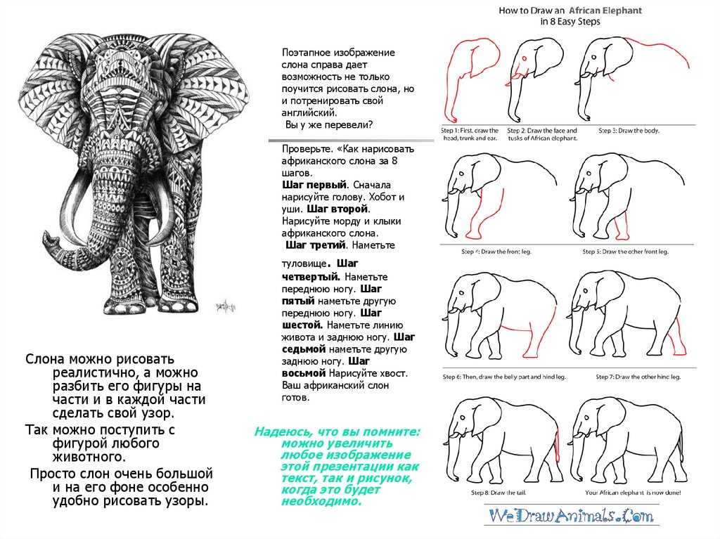 Символ слона значение. Схема рисования слона. Схематическое изображение слона. Части слона. Как нарисовать слона.