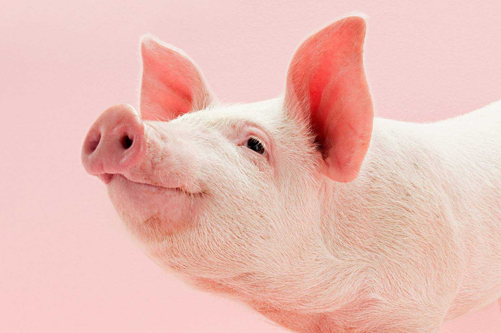Образ свиньи неоднозначен в толковании сонников С одной стороны, это символ плодородия и достатка С другой стороны, обозначает духовную или физическую