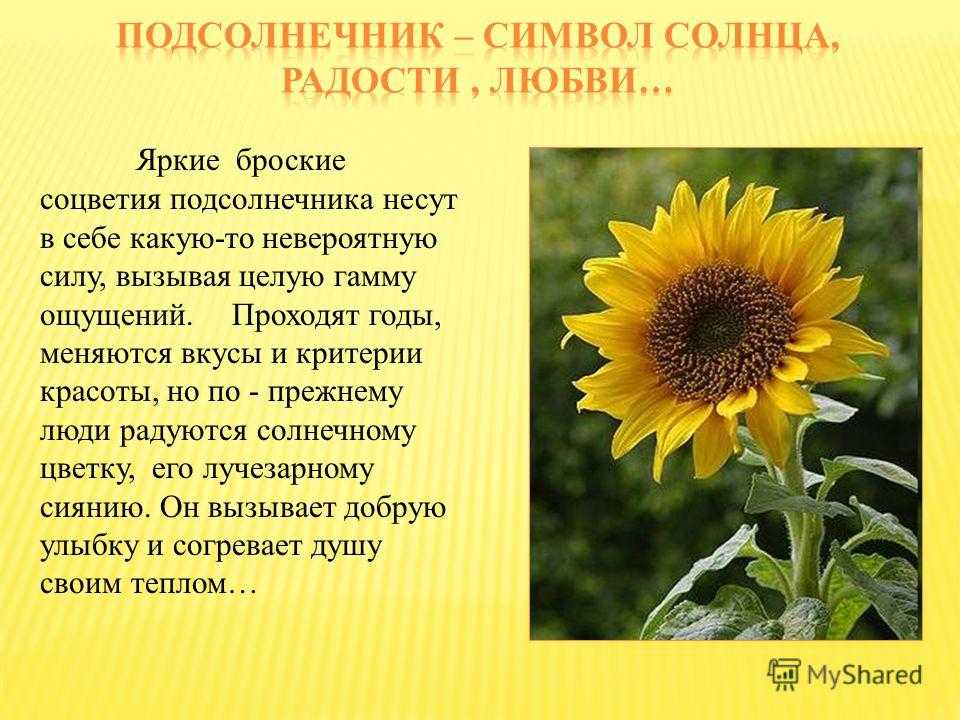Подсолнухи ван гога: 5 невероятных фактов о шедеврах | дневник живописи