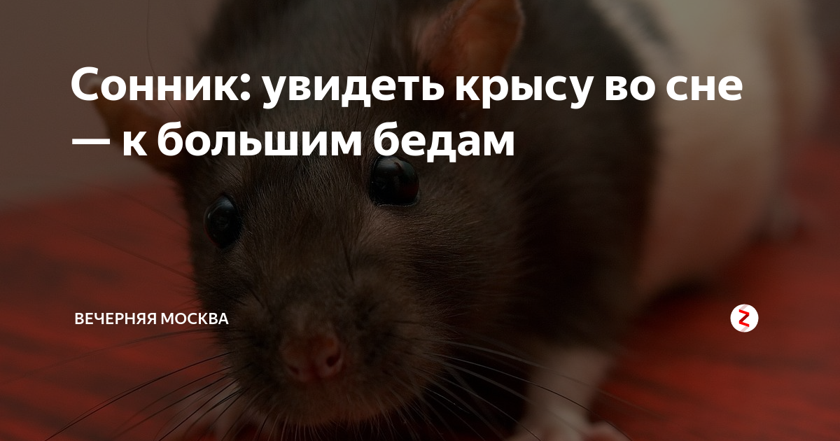 К чему снится убивать крысу во сне: для девушки, женщины и мужчины