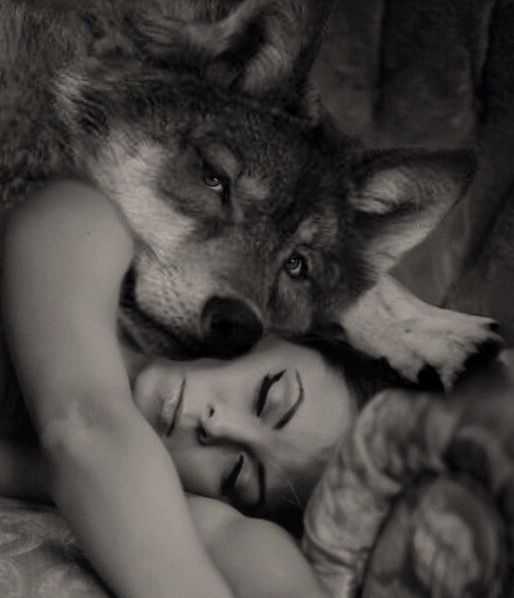 К чему снятся волки. сонник - толкование снов о волках