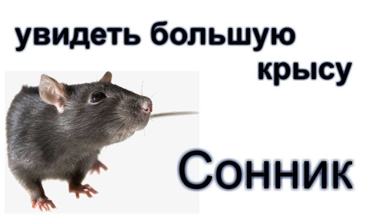 Убивать крысу