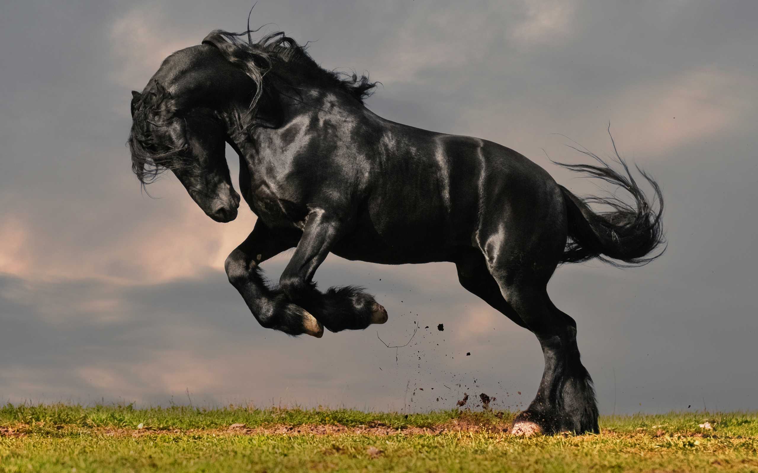 Сонник черная лошадь. Лошадь Мустанг иноходец. Фризская лошадь тяжеловоз. Фриз Фризская лошадь. Пегая Фризская лошадь.