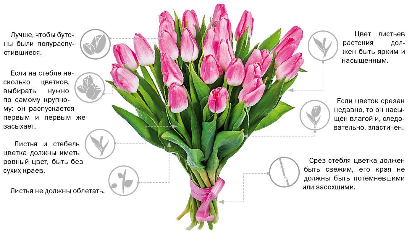 Как толковать сон про тюльпаны — 26 точных значений