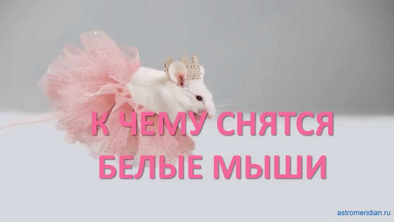 К чему снятся мыши - автор екатерина данилова - журнал женское мнение