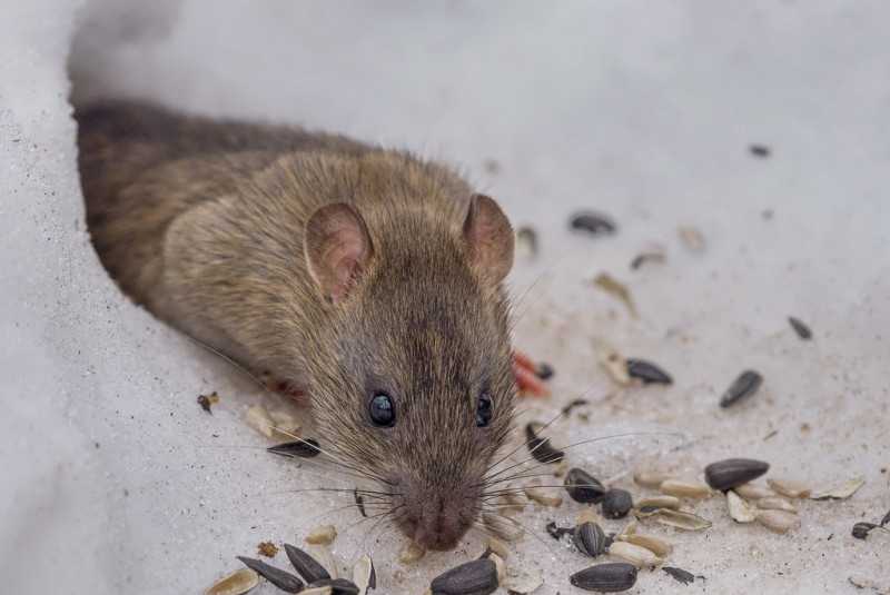 К чему снятся мыши маленькие серые много