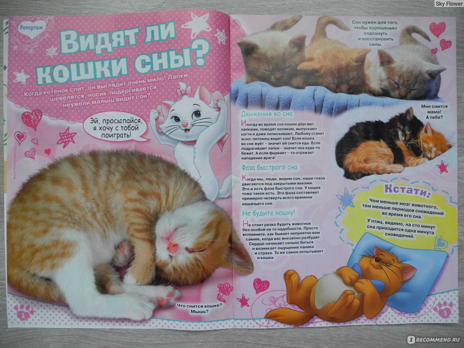 К чему снится  кошка во сне — по 90 сонникам! если видишь во сне кошка что значит?
