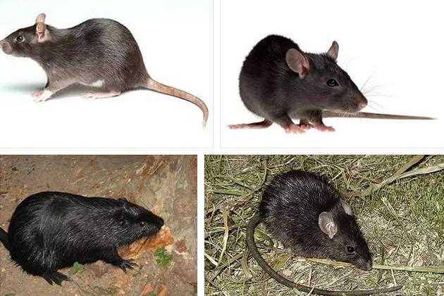 К чему снятся мертвые крысы и мыши, и что означает этот сон