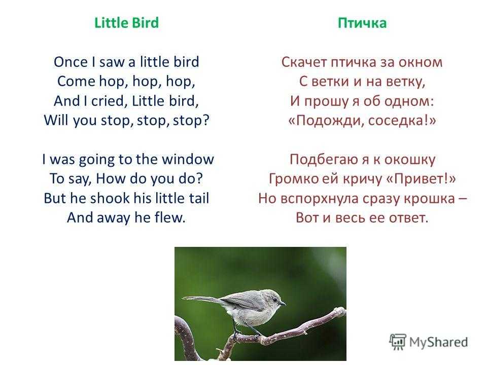 I a bird перевод
