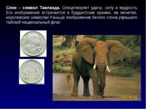Символ слона значение. Что символизируют слоны. Слон символ. Что символизирует Слоник. Слон символ чего.