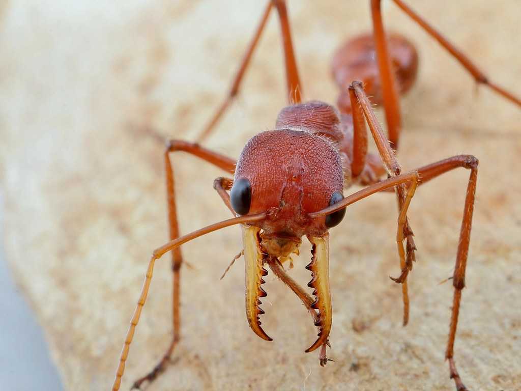 Сонник муравьи много. Большой красный муравей. Красные муравьи. Красный муравей паук. Как выглядит красный муравей.