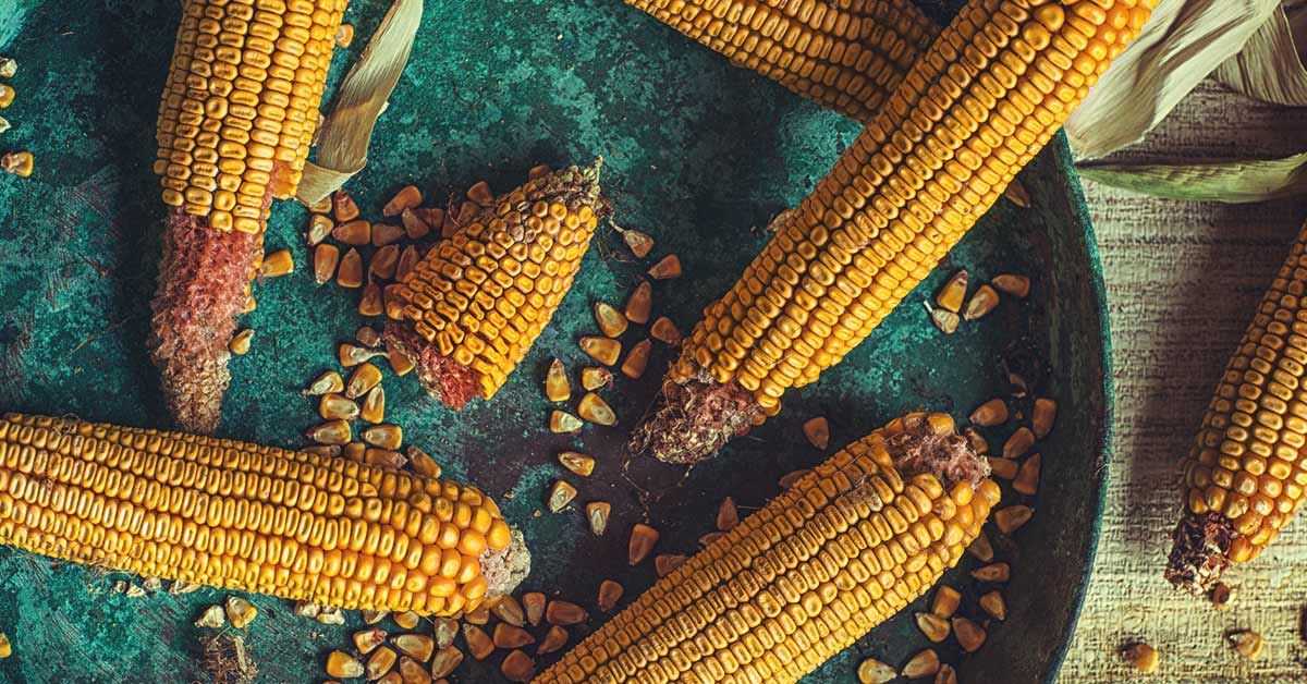 Приснилась кукуруза: о чём предупреждает сон