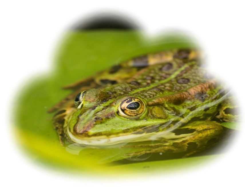 К чему снится большая жаба: что это значит, зеленая, черная, в доме, в руках, много