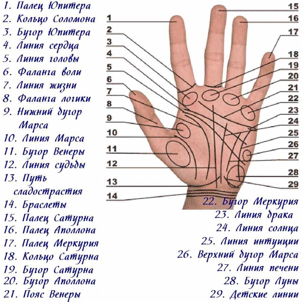 Тест – узнайте характер по длине большого пальца