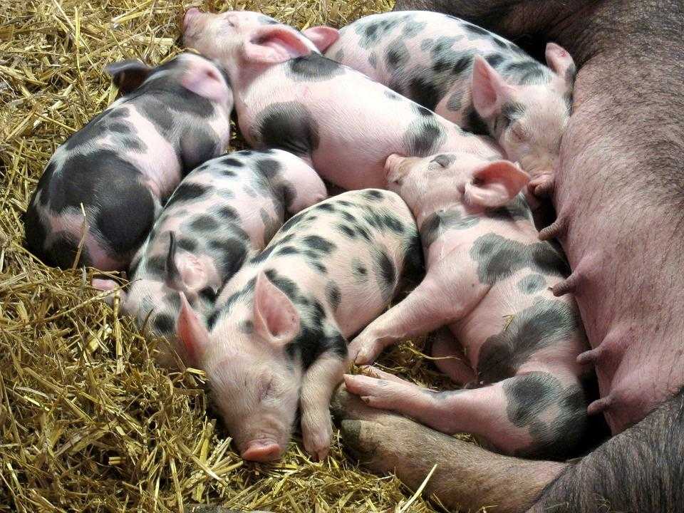 К чему снится свинья, сонник – свинья во сне