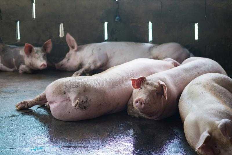 Сонник свинья с поросятами к чему снится свинья с поросятами во сне?