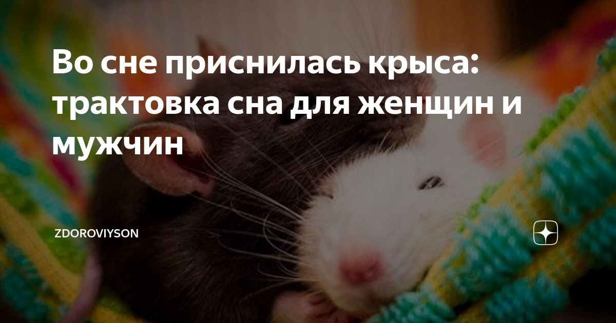 К чему снятся дохлые крысы и с чем это связано? -