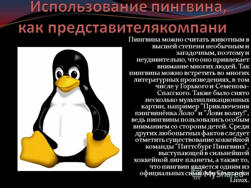 К чему снятся пингвины - значение и толкование сновидения :: syl.ru