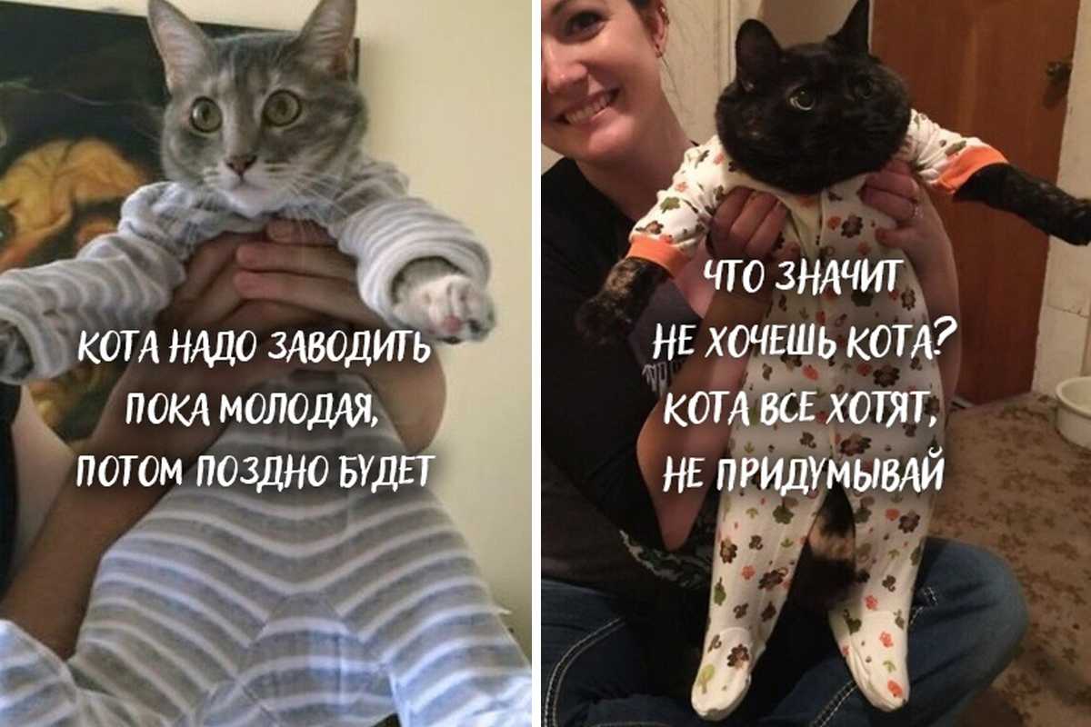 К чему снятся кошки и котята женщине по соннику