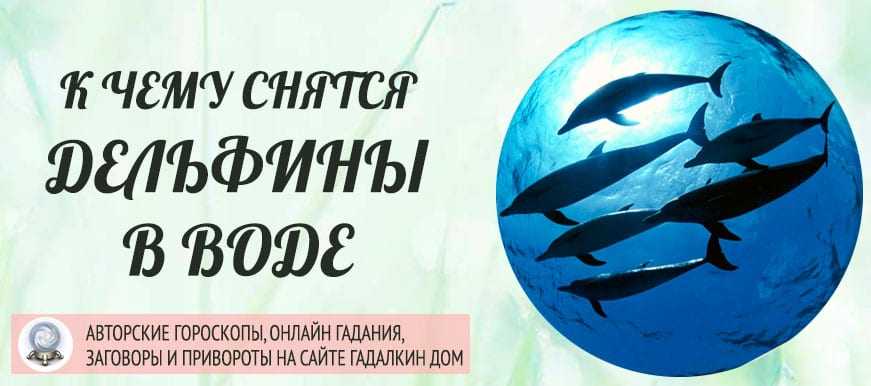 К чему снится дельфин - сонник, гладить, кормить и плавать с дельфинами в море во сне