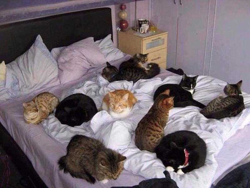 К чему снится кошка - значение сна кошка по соннику