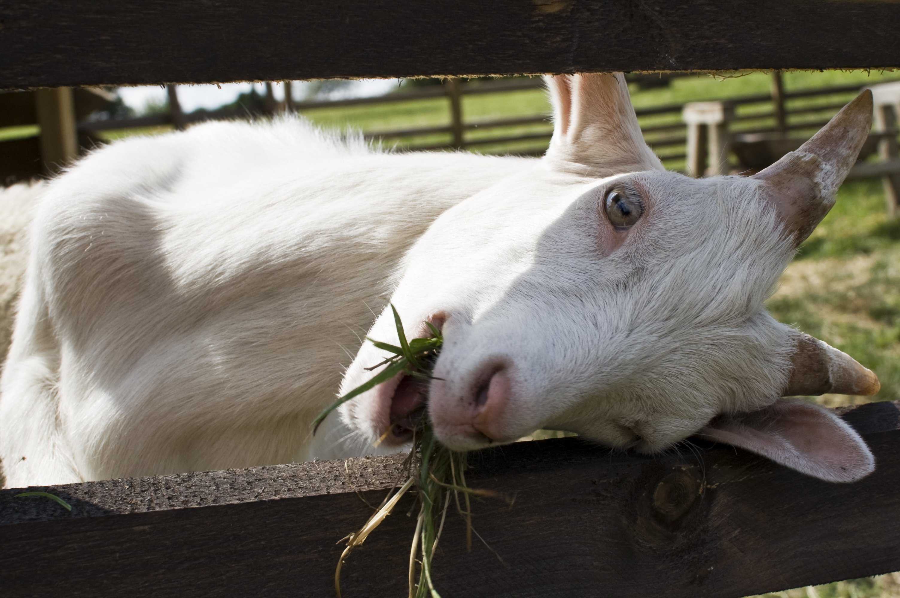 Козий. Любопытная коза. Коза спит. Сонная коза. Коза жует траву.