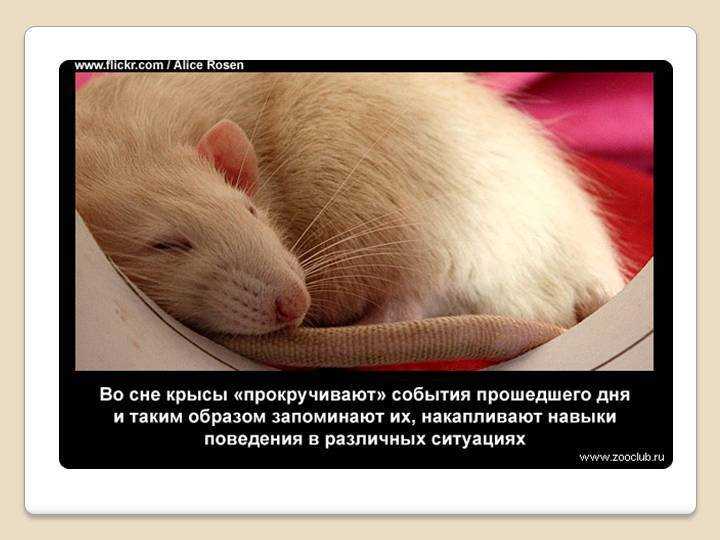 К чему снятся крысы - значение сна крысы по соннику