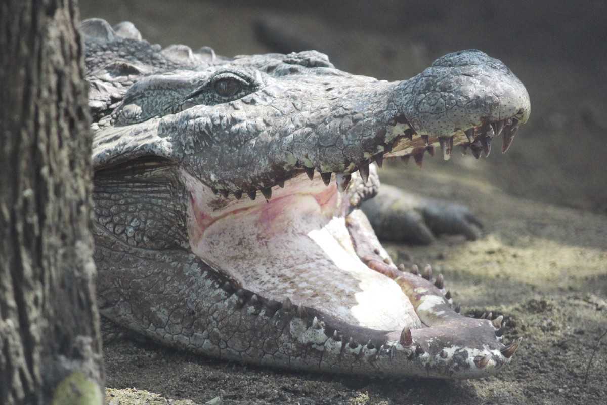 К чему снятся крокодилы маленькие и большие в воде и дома