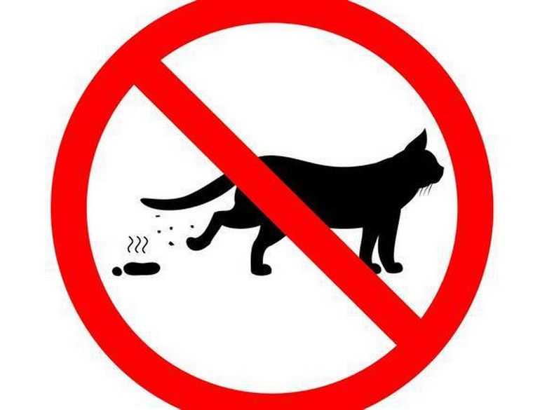 Приметы о животных - о чем предупреждают кошки и собаки?