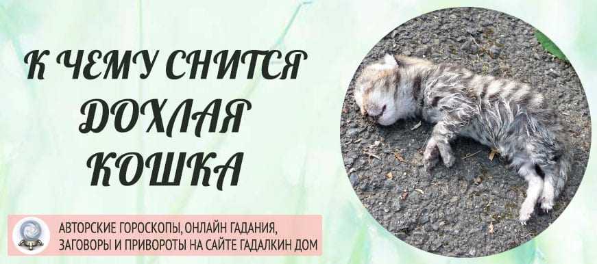 К чему снится много кошек? сонник: толкование снов :: syl.ru