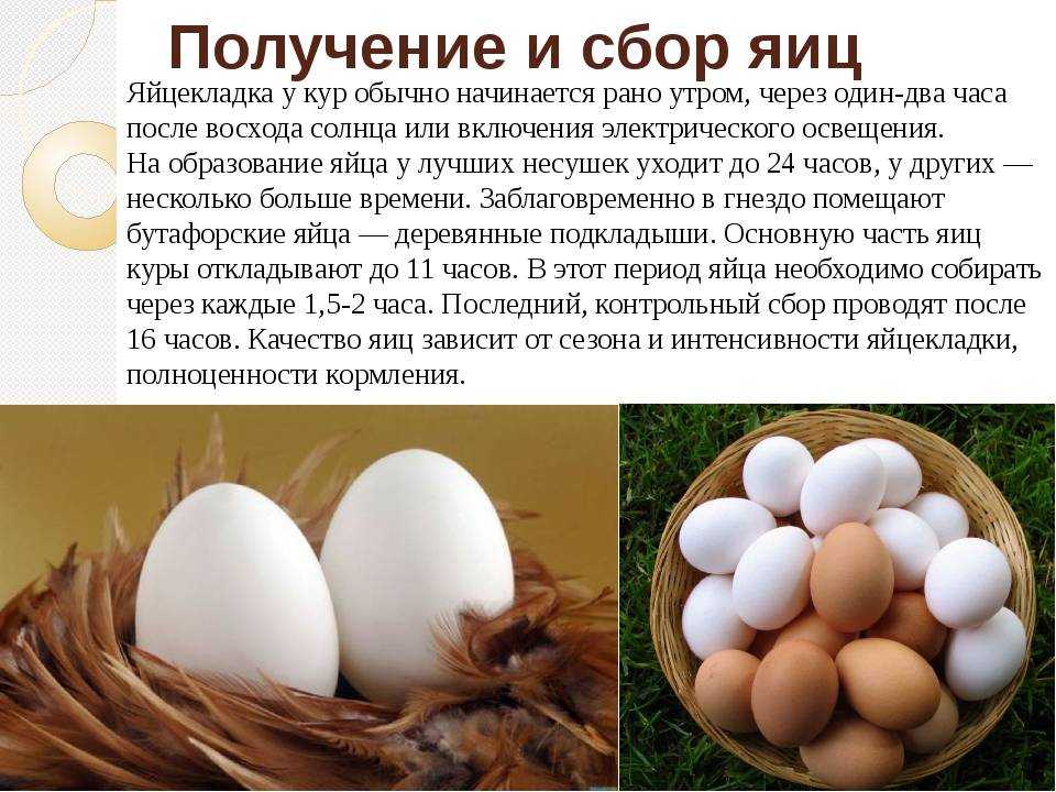 Сонник: вареный яйца к чему снятся вареные яйца во сне приснились