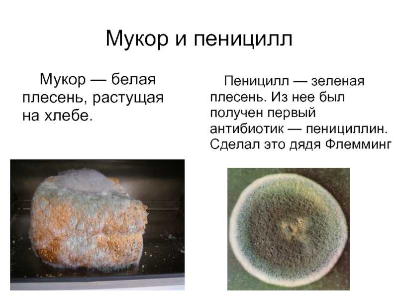 Чем отличается плесневый гриб